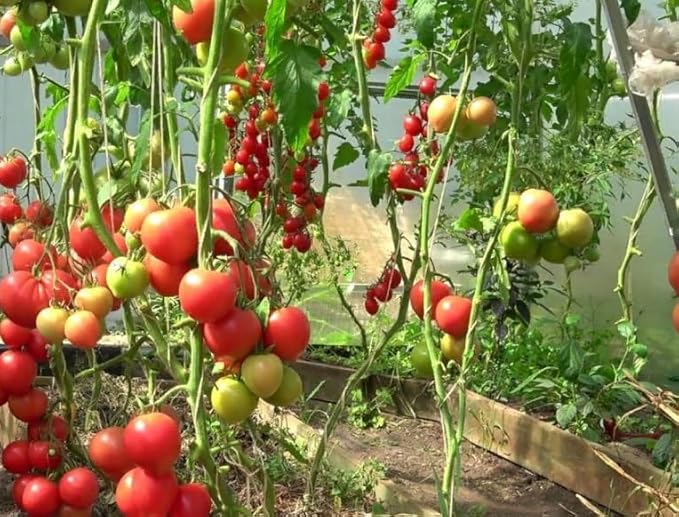 Seeds Cherry Tomato Sugar Lump Gardener's Delight Heirloom Vegetable for Planting Non GMO