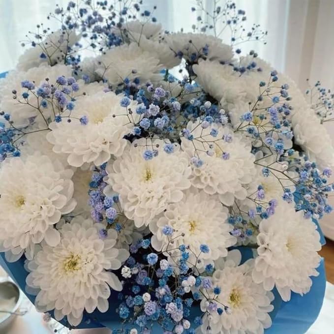 97+ Perennial Organic Mixed Mums Seeds for Planting- Rainbow Chrysanthemum Seeds - Hardy Garden Flower Seed Pots Non-GMO Heirloom for Garden Outdoor