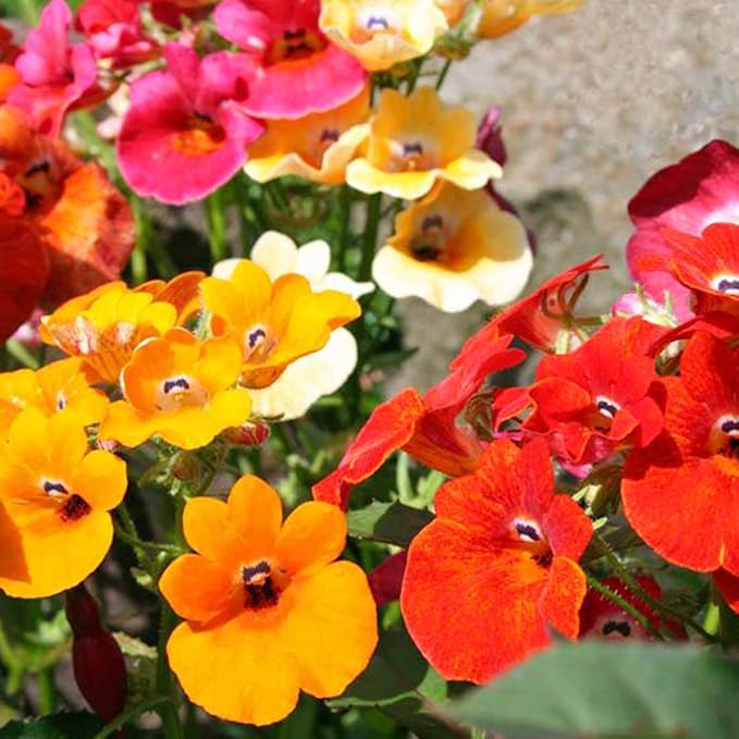 Mixed Nemesia Flower Seeds for Planting - 100Pcs Mix Nemesia Seeds for Growing Garden Home Garden Balcony Easy to Grow Multicolor Flowers Seeds