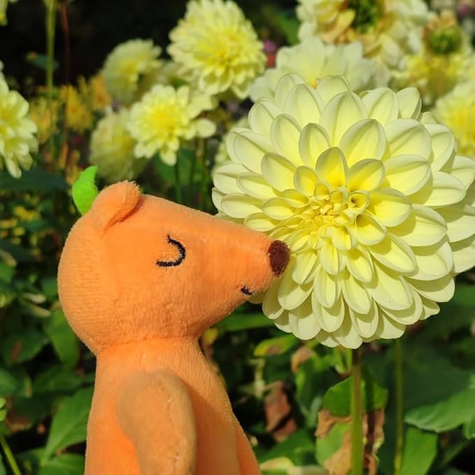 Mixrug Mix Dahlia Seeds for Planting, 400pcs Rare Perennial Garden Dahlia Flower Seeds Non-GMO Heirloom Flower Plants, Beauty Home Garden for Outdoors