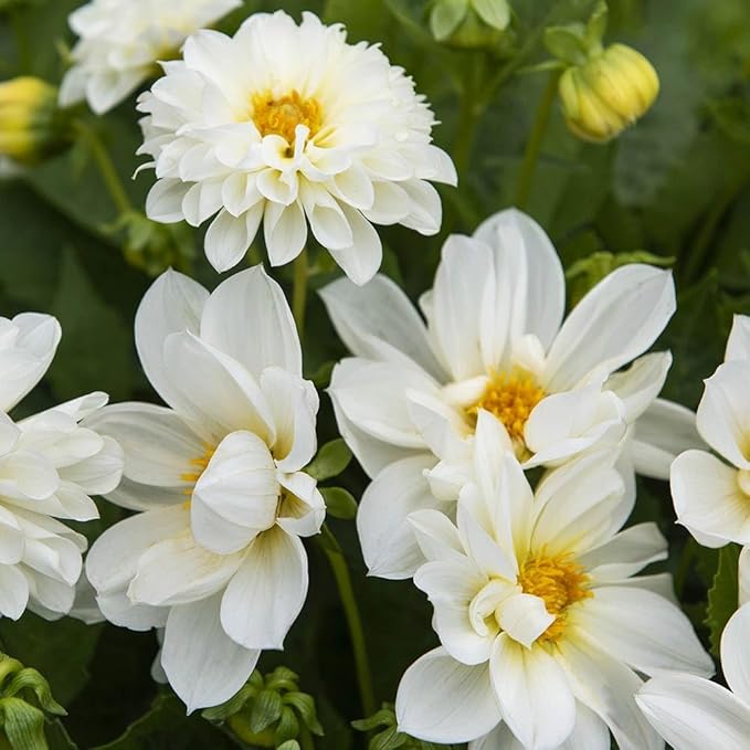 Outsidepride Opera White Dahlia Seeds for Planting - 200 Pcs Annual, Easy to Grow, Season-Long Flower Seeds with Colorful Blooms for Containers, Pots, Borders, & Gardens, Suitable as Cut Flower