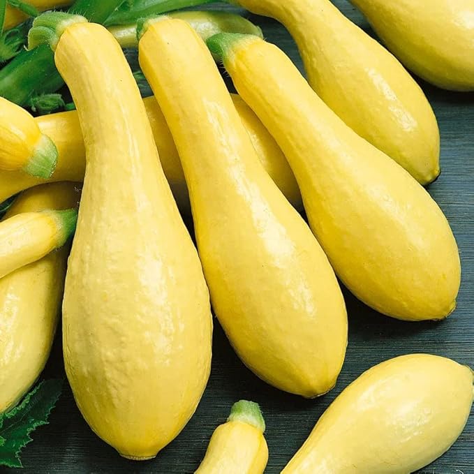 Park Seed Early Prolific Straightneck Squash Seeds – Lemon-Yellow Heirloom Fruits, Classic Tapered Shape, High-Yield Open-Pollinated Variety, Tender Texture & Nutrient-Rich, Easy to Grow, Pack of 20