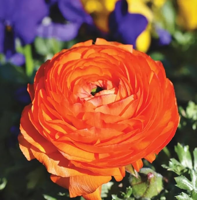 10PCS Mixed Color Ranunculus Bulbs Double Buttercups Spring Rose Bulb Wedding Flower Bulbs