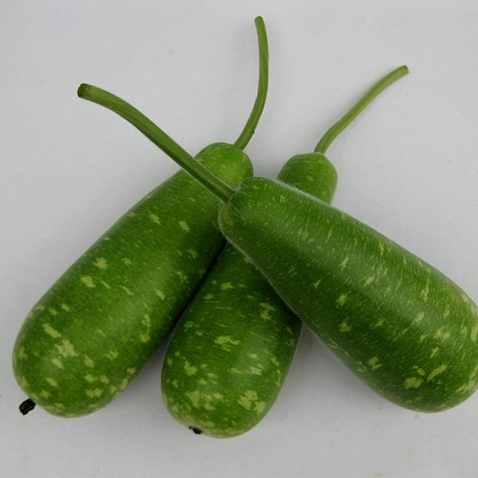 Gourd Seeds - NAM Tao Yai - Hybrid - 3 g Packet ~15 Seeds - Non-GMO, F1 Hybrid - Asian Garden Vegetable