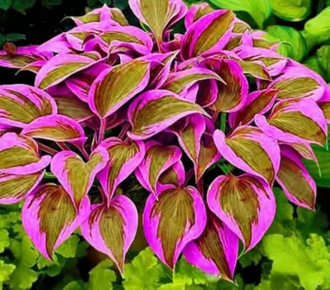 300+ Mixed Color Hosta Seeds – Shade-Tolerant Perennial Plants for Planting, Perfect for Ground Cover, Pots & Cool Shaded Gardens