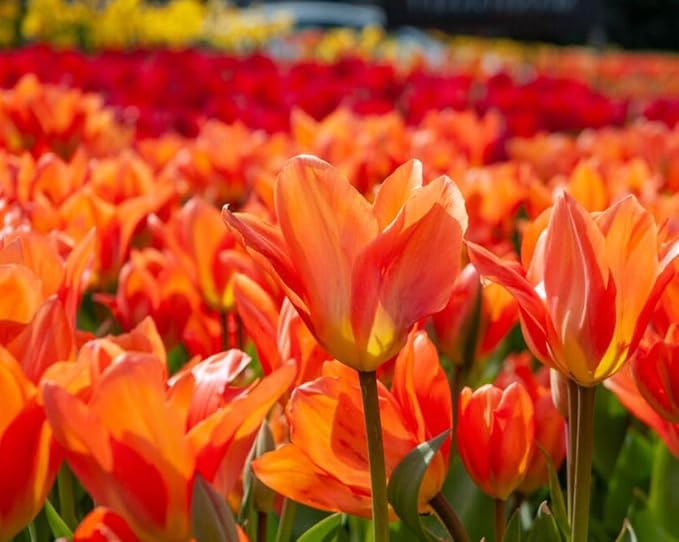 Tulipa Fringed Mixture Tulip Bulbs Size 11/12 for Planting - Plant in Fall, Winter or Early Spring (Apricot Emperor, 15, Count)