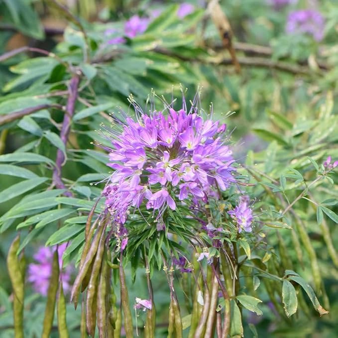 Eden Brothers Rocky Mountain Beeplant (Wild Cleome)