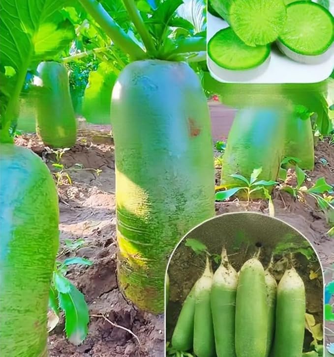 200PCS Green Turnip Seeds Radish Asian Vegetable Green Fruit Seeds