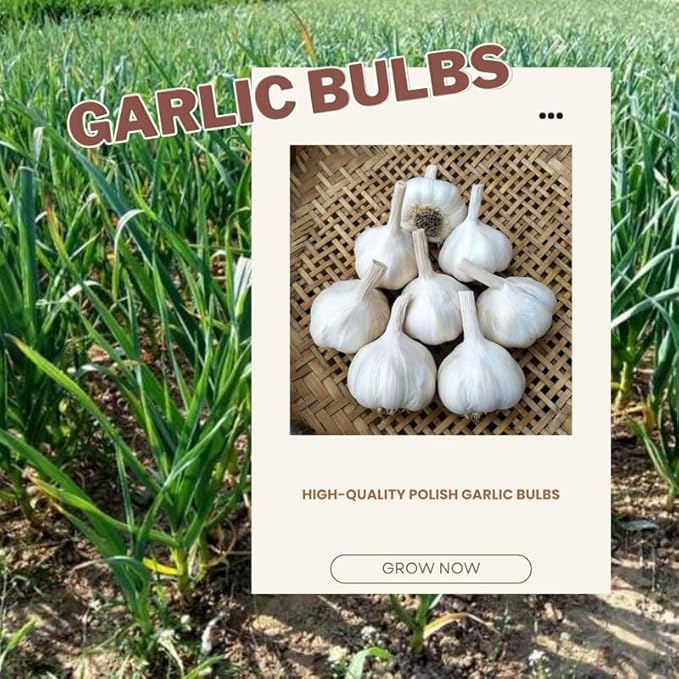1 Pound Rare White Hardneck Garlic Bulbs for Planting, Fresh High-Yield Hardy Garlic for Garden or Container Growing