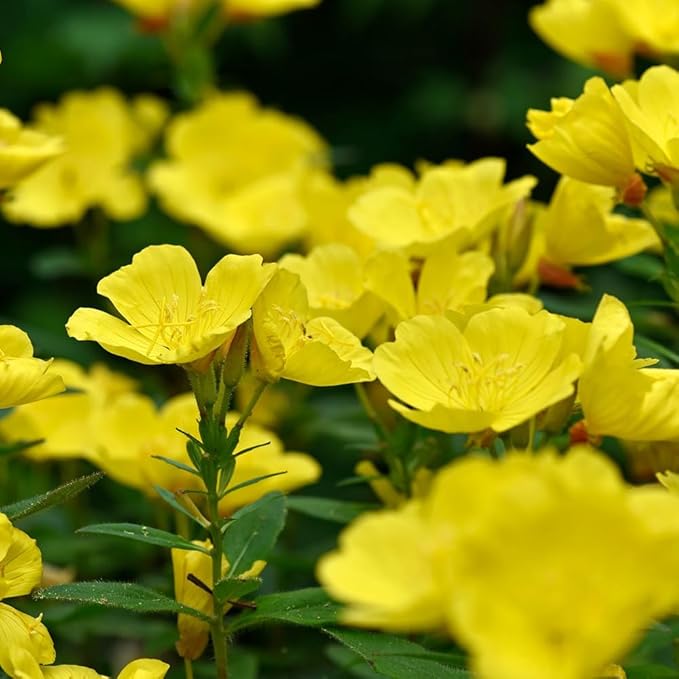 100 X Yellow Evening Primrose Seeds for Planting Outdoor Grow Flowers in Pots Basket Gardens Multicolor Flowers Seeds