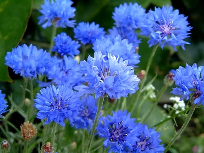 Blue Cornflower 300 Seeds for Planting Bachelor’s Buttons Boutonniere Flower Non-GMO