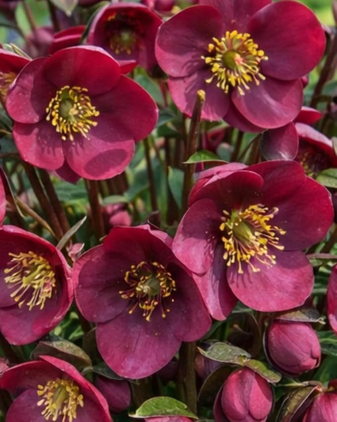 Perennial Farm Helleborus x Frostkiss® Vibey Velvet™ – Live Lenten Rose in #1 Container, Deep Velvet-Purple Blooms, Marbled Evergreen Foliage, Early Spring Color, Shade Loving, Deer Resistant