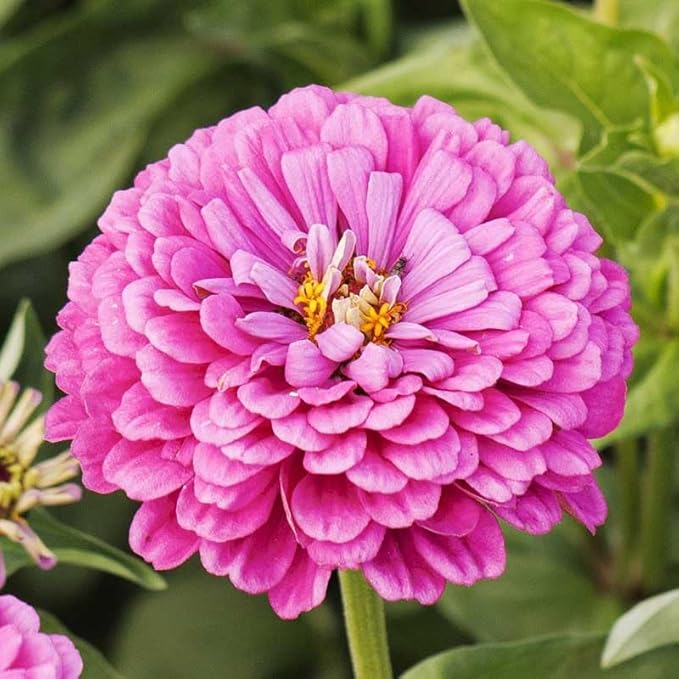 Eden Brothers Zinnia Seeds - Benary Giant Lilac