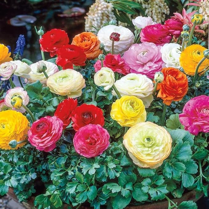 Pack 25 Ranunculus Bulbs for Planting, Mix Ranunculus Corms, Butterfly Ranunculus Flowers Bulbs to Grow, Peony Buttercup Ranunculus