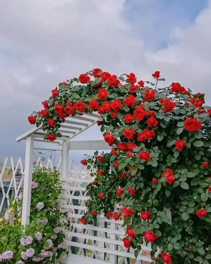 600+ Climbing Rose Seeds for Planting Outdoors - Vibrant Vine Flower, Long-Blooming Ornamental Garden Blooms (Pink)