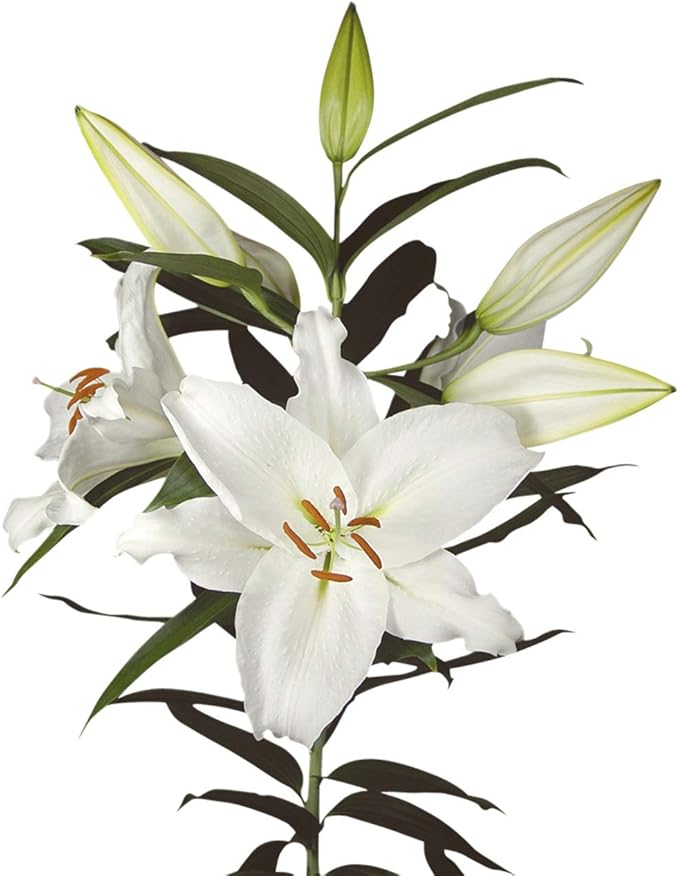 Easy to Grow Lilium Oriental Lily Casa Blanca - 3 Plant Bulbs, Fragrant White Flowers in Summer, Full Sun