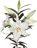 Easy to Grow Lilium Oriental Lily Casa Blanca - 3 Plant Bulbs, Fragrant White Flowers in Summer, Full Sun