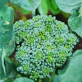 Broccoli, Waltham 29, Heirloom, 50 Seeds, Delicious and Healthy