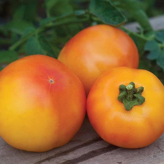 Burpee Tye-Dye Hybrid Tomato Seeds 15 seeds