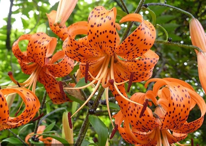 50PCS Orange Tiger Lily Seeds Rare Bloom Flower Seeds Heirloom