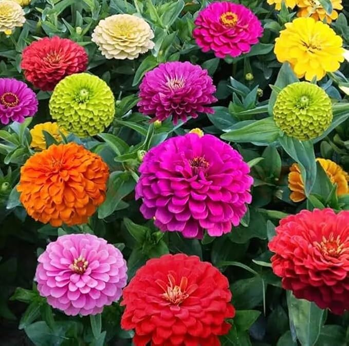 Zinnia Mardi Gras Mix Seeds, Multi-Color Blooms, 2 Packs of 20 Seeds, Garden Flower Collection Plant Seeds in Home or Garden.Limited Supply Order Now!