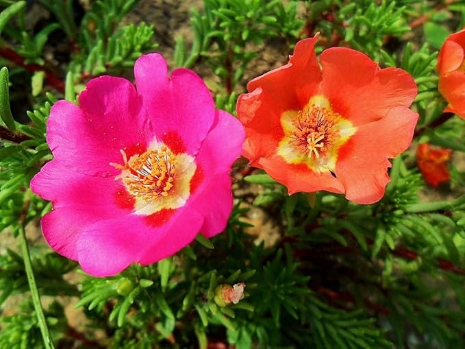 Purslane Large Flower Seed Mix Portulaca Grandiflora Rose Moss Succulent Seeds for Planting 1000+ Seeds