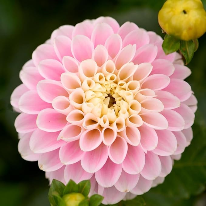 350pcs Mixed Dahlia Flower Seeds for Planting- Non-GMO Heirloom, Multi-Color Pompon Blooms Attract Pollinators, Rapid Outdoor Landscaping