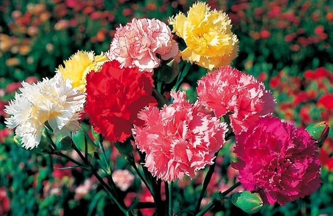 FUN AND GROW SEEDS: Seeds Carnation Shabo Mix Biennial Flowers