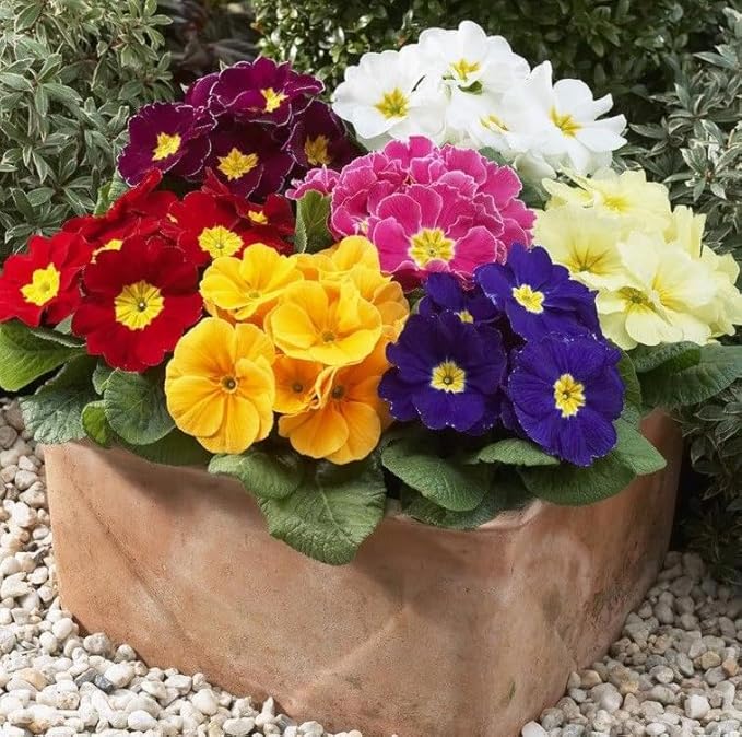 Primrose Garden Mix Seeds – Perennial Flower (Primula spp.) | Early Spring Blooms, Vibrant Color Variety for Shade Gardens