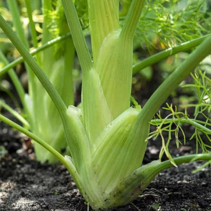 Fennel, Florence (Foeniculum vulgare) Herb Seeds, Edible Bulb, Distinctive Flavor, Tall and Showy, High in Nutrients, Seeds by MySeeds.Co, You Choose The Amount (1/2 LB)