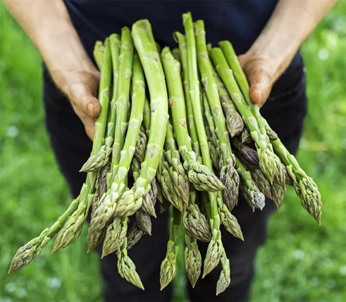 Vegetable Garden Seeds for Planting - Grow Heirloom Vegetables (Asparagus)