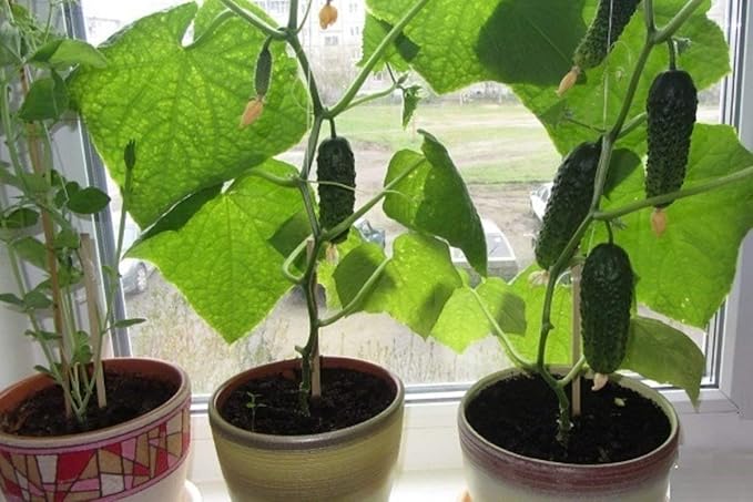 Cucumber Indoor F1 Seeds – Hybrid, Parthenocarpic (Self-Pollinated) | 45 Days to Harvest | Compact, High-Yield Variety for Greenhouses & Containers