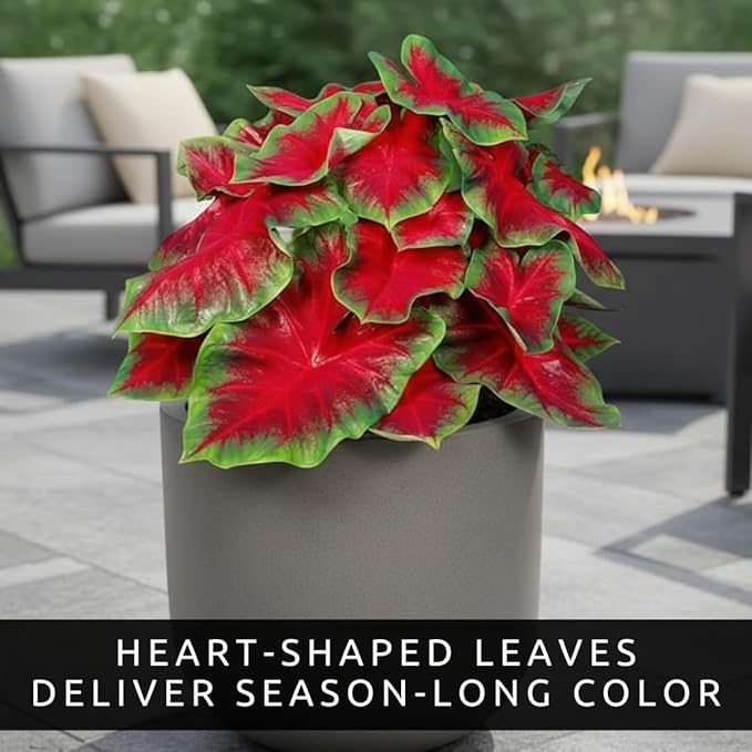 Florida Cardinal Caladium Bulbs for Planting – Perennial Elephant Ear, Fancy Heart-Shaped Leaves, Vibrant Red and Green Foliage for Shade Gardens, Containers, and Indoor Displays (20 Bulbs)
