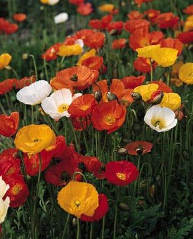 NIKA SEEDS - Seeds Flowers Oriental Poppy Mix Annual - 1000 Seeds