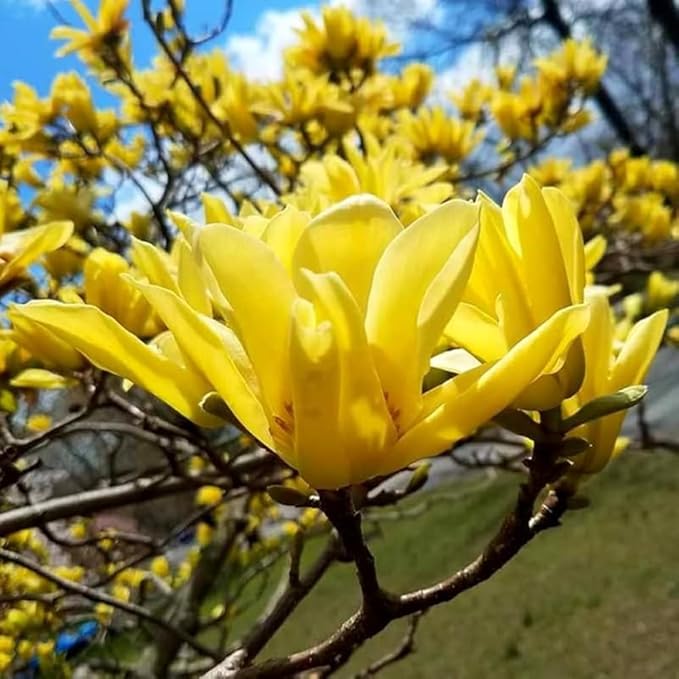 10+ Perennial Mix Magnolia Flower Seeds for Planting Outdoors -Magnolia Trees Plants Seed Ornamental Fragrant Tree Garden,Non-GMO Heirloom for Home Outdoor Garden