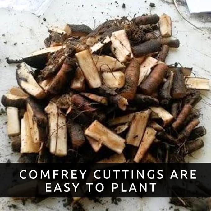 Bocking 14 Comfrey Root Cuttings to Grow - Many Uses, Pretty Flowers - Unrooted Cuttings, Grow Easily (6 Cuttings)