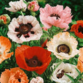 NIKA SEEDS - Seeds Flowers Oriental Poppy Mix Annual - 1000 Seeds