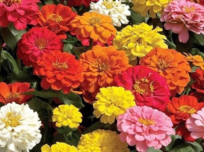 California Giant Zinnia Flower Seeds, 25 Count COOL BEANS N SPROUTS Brand. Non-GMO. Homer Gardening.