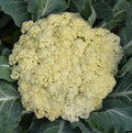 300 Seeds Floret TJS-65 Chinese Cauliflower F1 Seeds; Song Hua CAI;