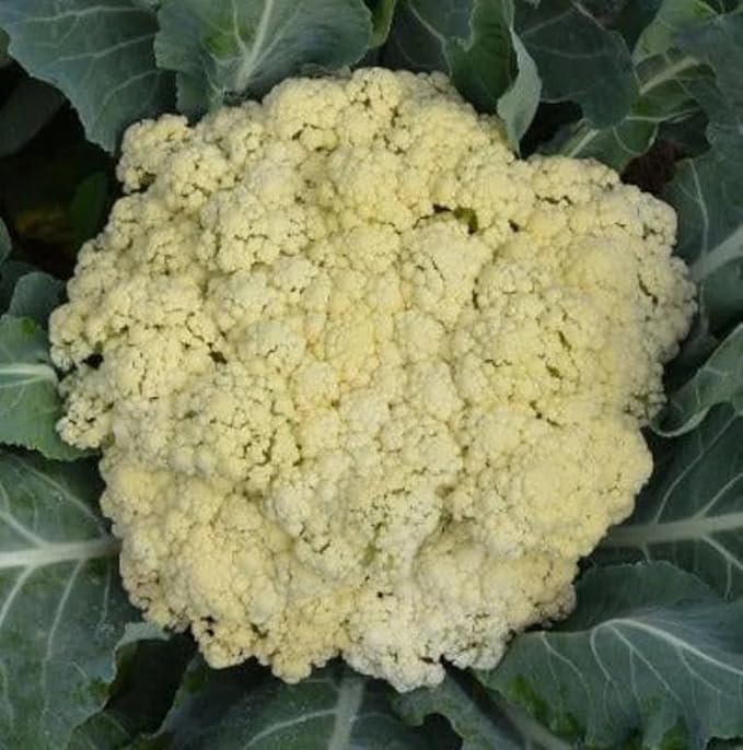 300 Seeds Floret TJS-65 Chinese Cauliflower F1 Seeds; Song Hua CAI;