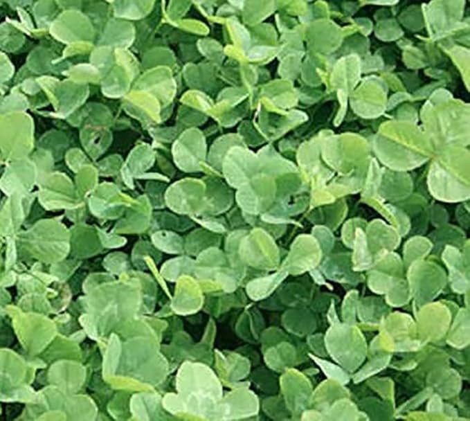 1/4 Pound Seed: Perennial Mini Clover Seed Lawn Replacement - Low Growing