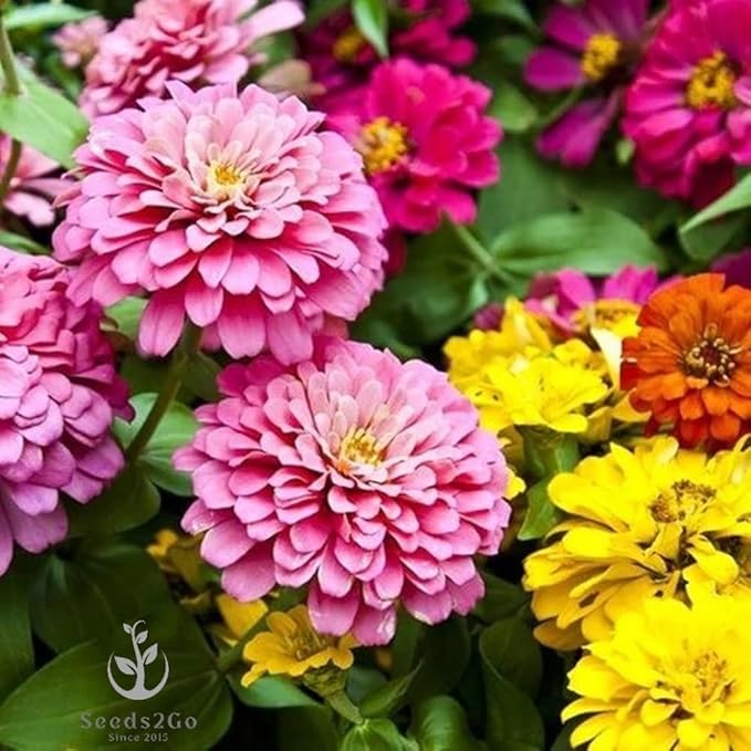 Zinnia Seeds, Giant Dahlia Flowered Mix, Pack of 1,500 Seeds by SeedsGo