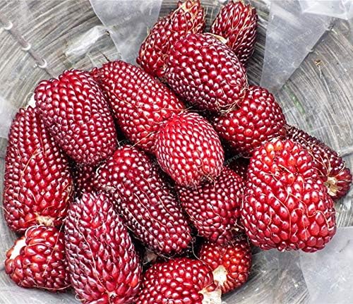 NIKA SEEDS - Seeds Vegetable Ornamental Corn Red - 10 Seeds