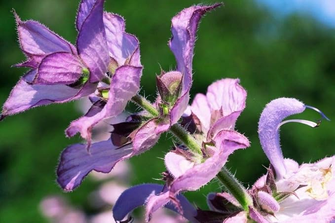 Seeds4planting - Seeds Clary Sage Medicinal Heirloom Herb Non GMO