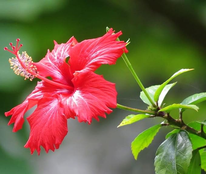 Premium Hibiscus grandiflorus Seeds for Planting – 100+ Non-GMO Heirloom Seeds for Giant Tropical Blooms – Fast-Growing, Easy to Cultivate