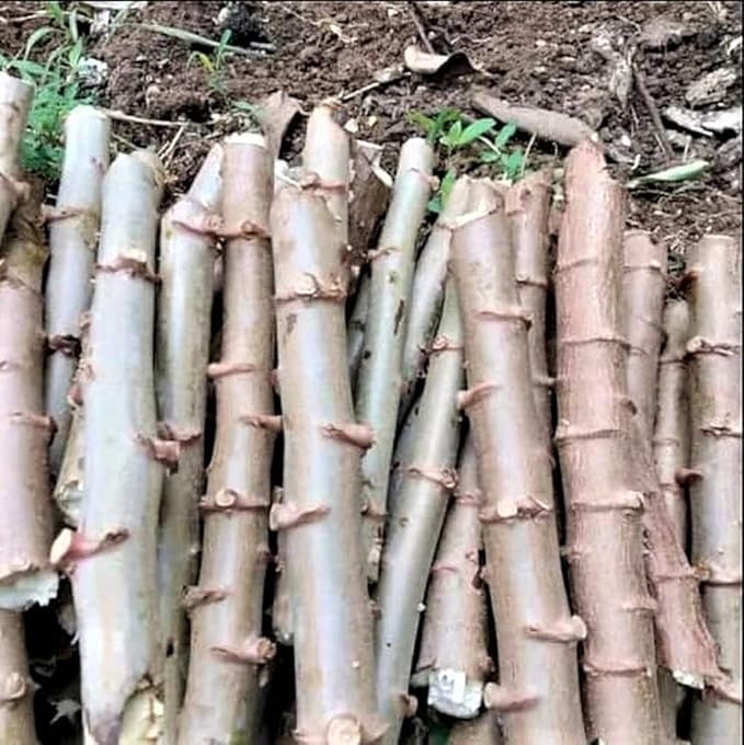 4 Sweet Yuca Cassava Cuttings, Manihot Yuca Cassava Cuttings, Cassava Root for Planting, 6 to 8 Inches Cassava for Planting, Cassava Root Plant