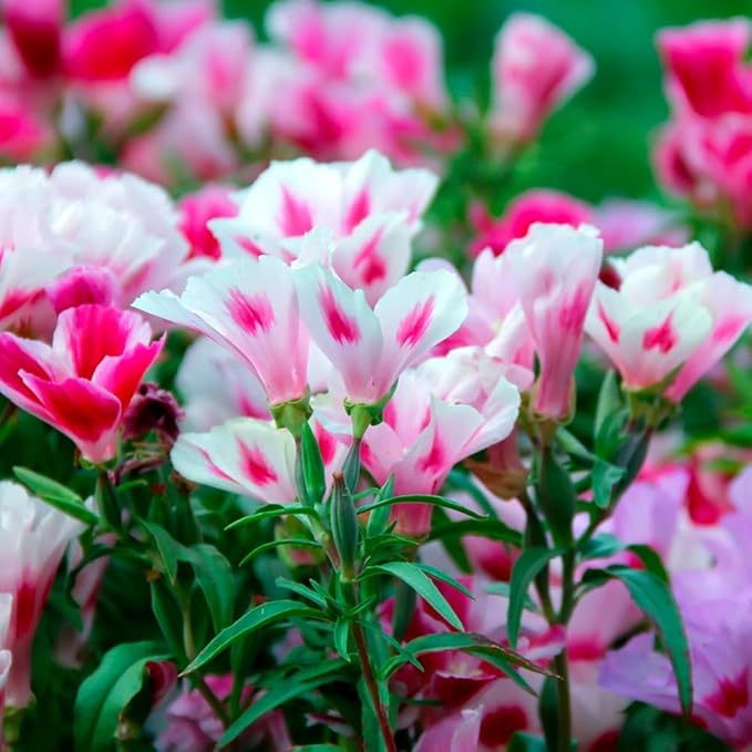 100 Dwarf Godetia Seeds Clarkia Amoena Seeds Pink Garden Flowers for Planting Easy to Grow Outdoor Home Garden