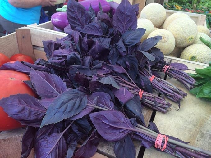 Seeds4planting - Seeds Opal Basil Purple Indoor Herb Non GMO Heirloom for Planting