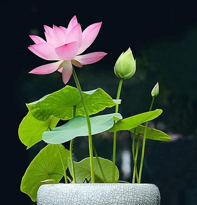 12Pcs Mixed Color Open Mouth Bowl Lotus Seeds - Stunning Water Plants for Indoor and Outdoor Bowls, Ponds, and Gardens