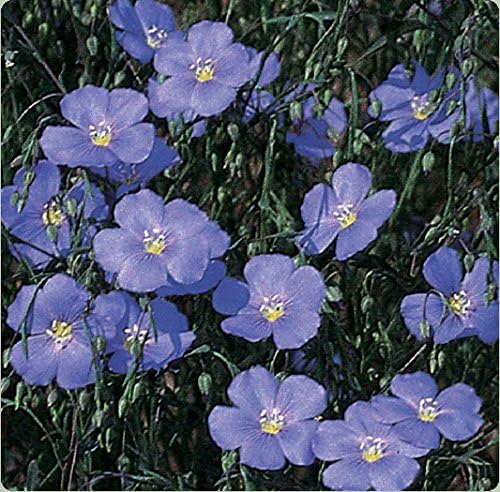 Non GMO Bulk Blue Flax Seeds - Linum perenne (1/4 Lb)